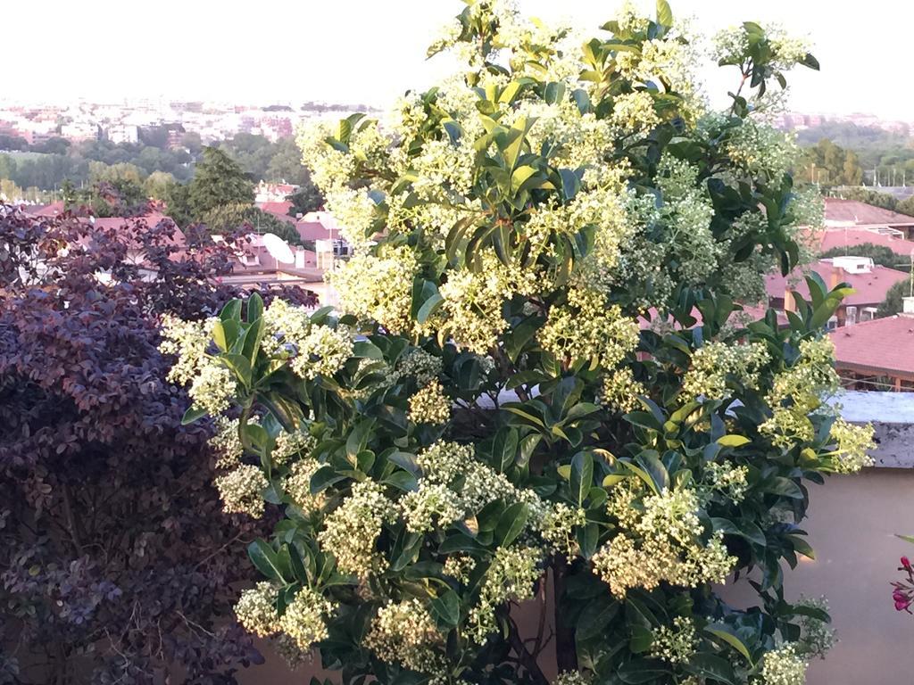 Terrazza Fiorita Rom